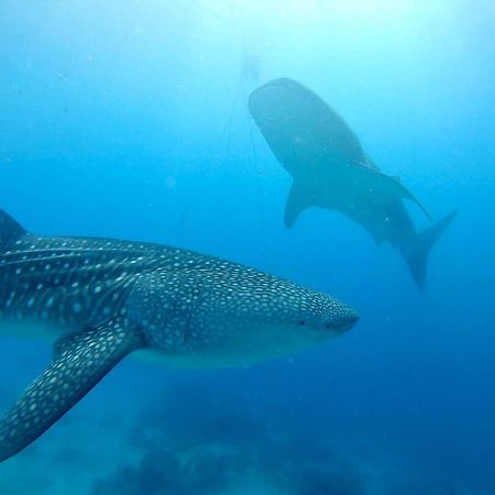 Southseas Beach Resort And Dive Center Santander Esterno foto