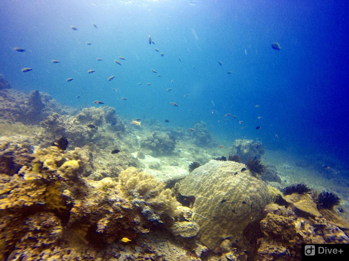 Southseas Beach Resort And Dive Center Santander Esterno foto