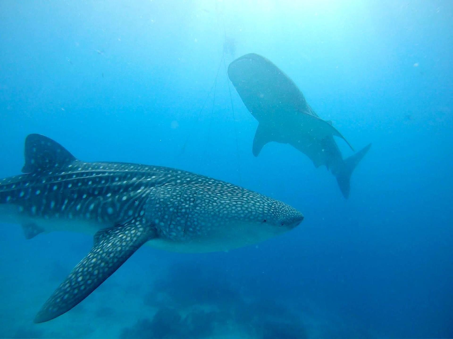 Southseas Beach Resort And Dive Center Santander Esterno foto